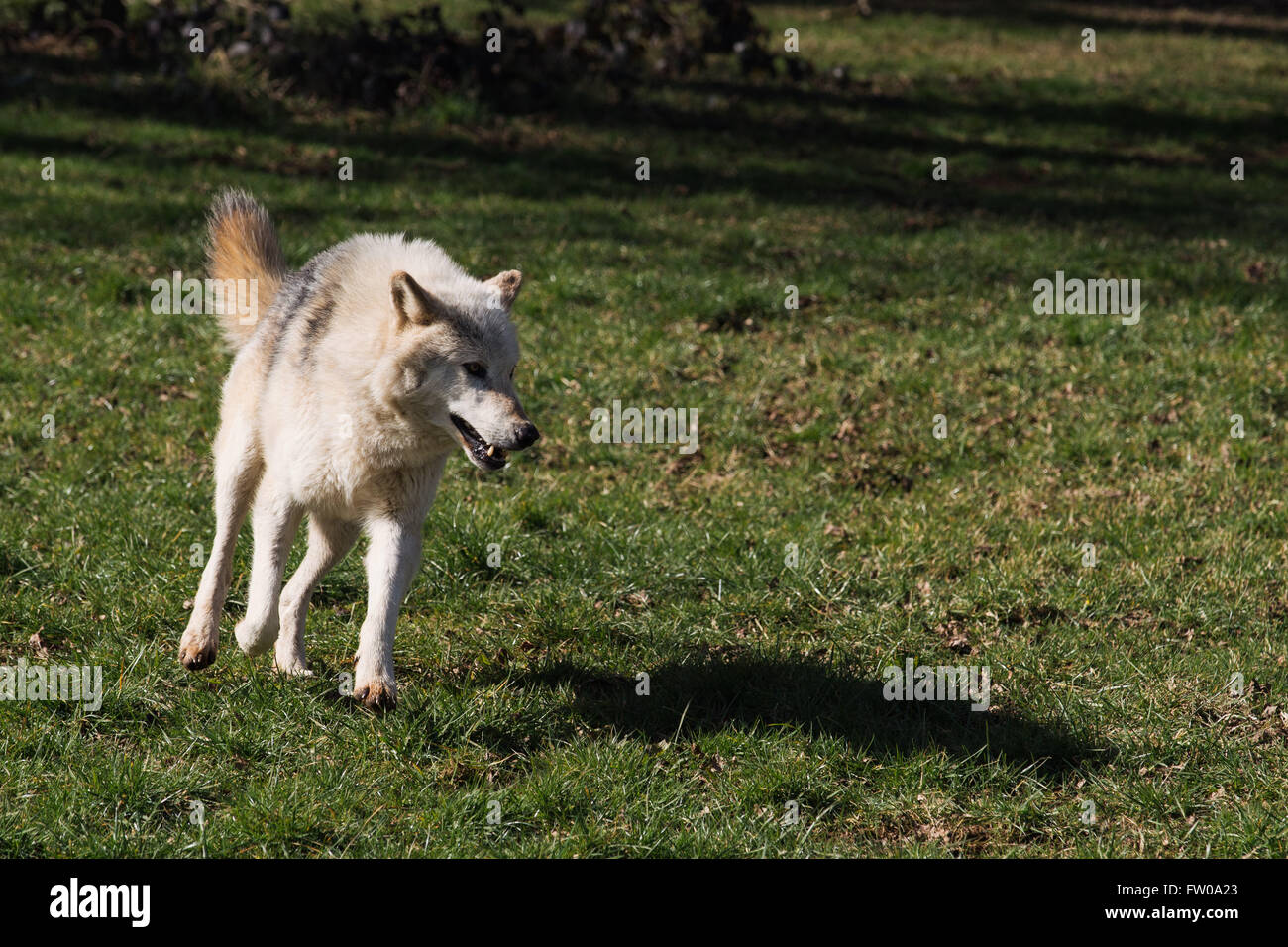 Un lupo di legname a Longleat Safari Park Foto Stock