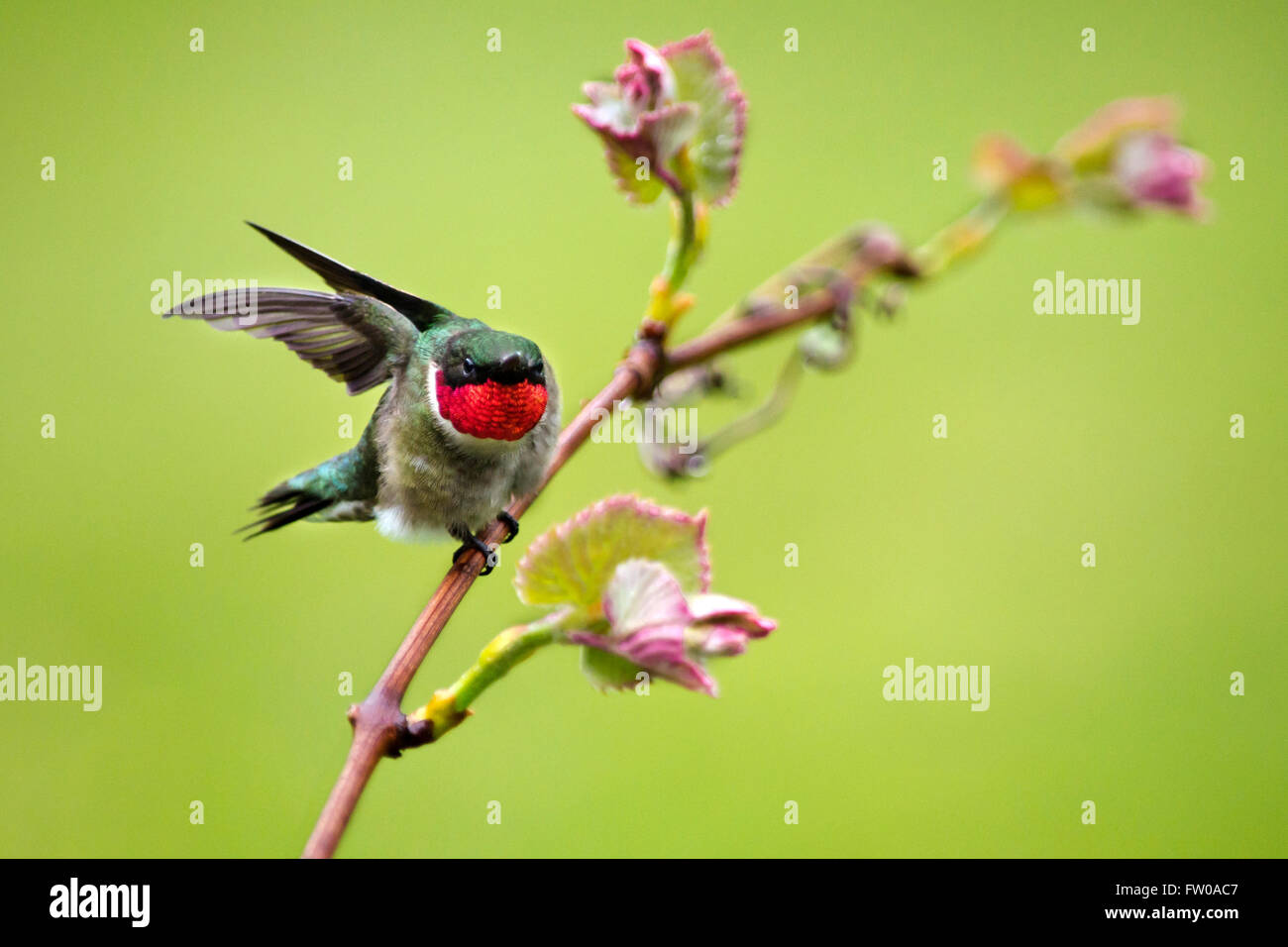 Hummingbird maschio appollaiato sulla vite con sfondo verde Foto Stock