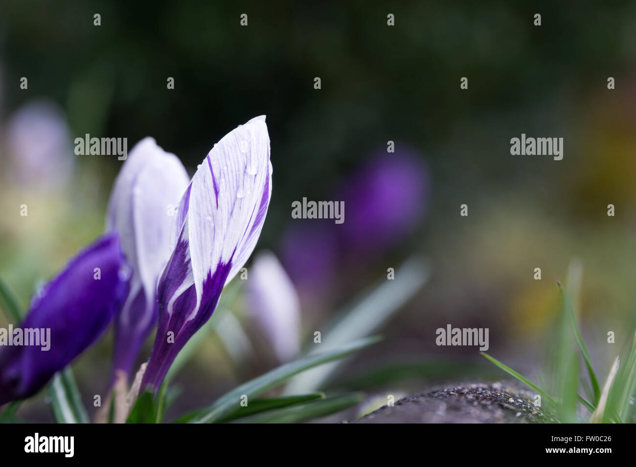 Fresh Crocus fiorisce in primavera Foto Stock