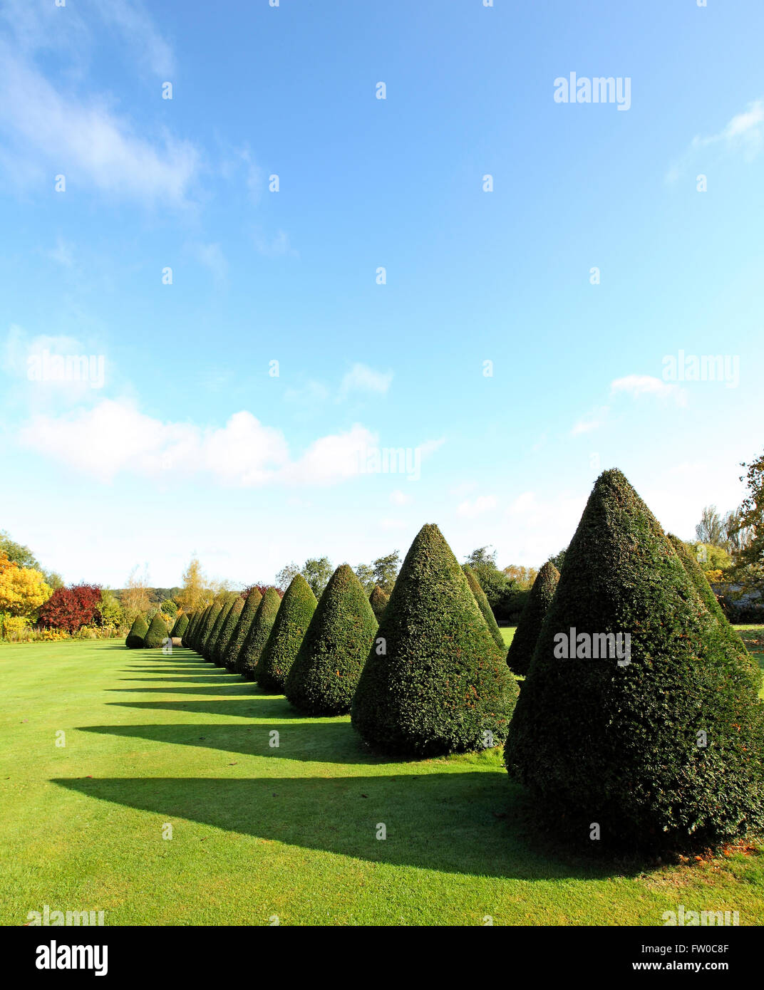 Alberi conici a Littlecote House Gardens Berkshire, Inghilterra Foto Stock