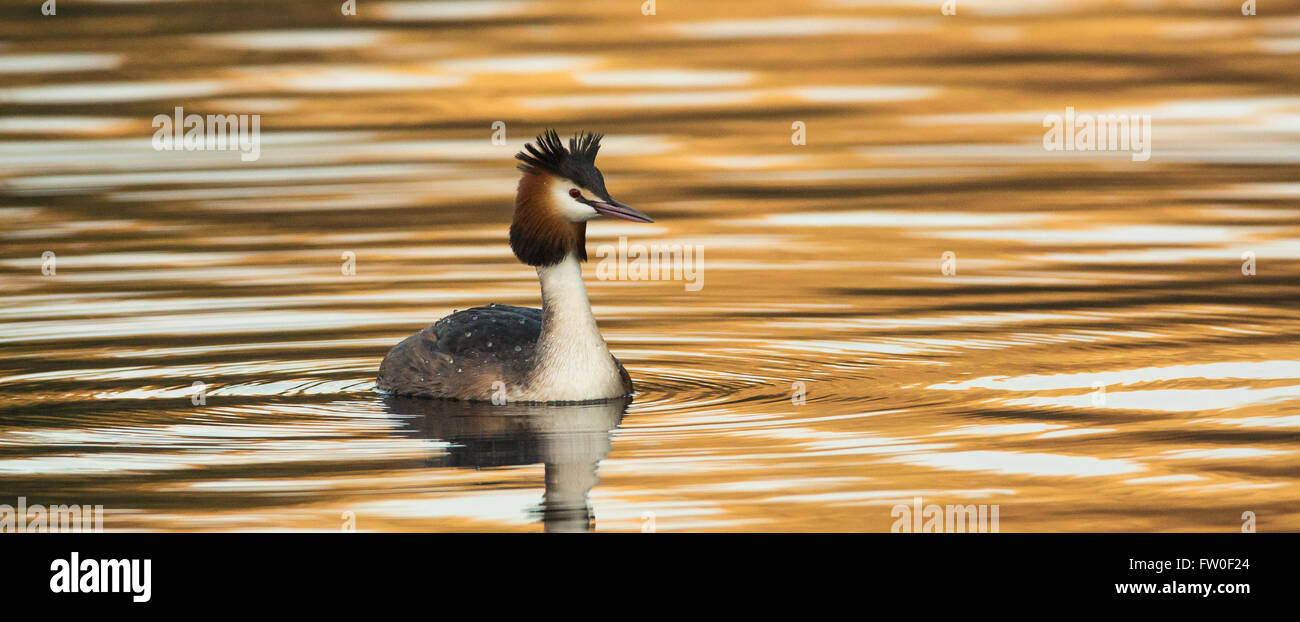 Un Svasso maggiore (Podiceps cristatus) nuotare in acqua con ambra e con riflessi dorati Foto Stock