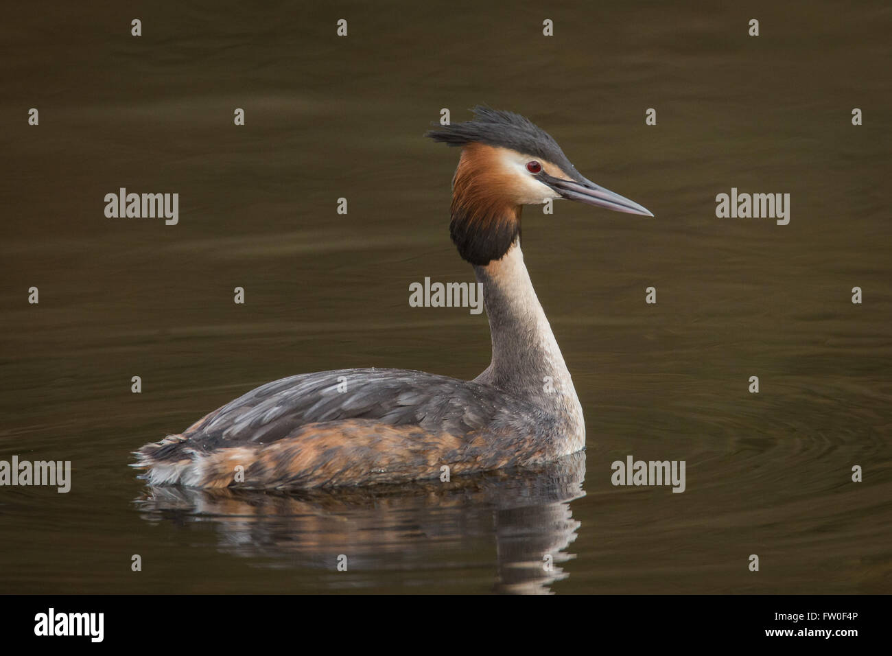Svasso maggiore (Podiceps cristatus) Foto Stock
