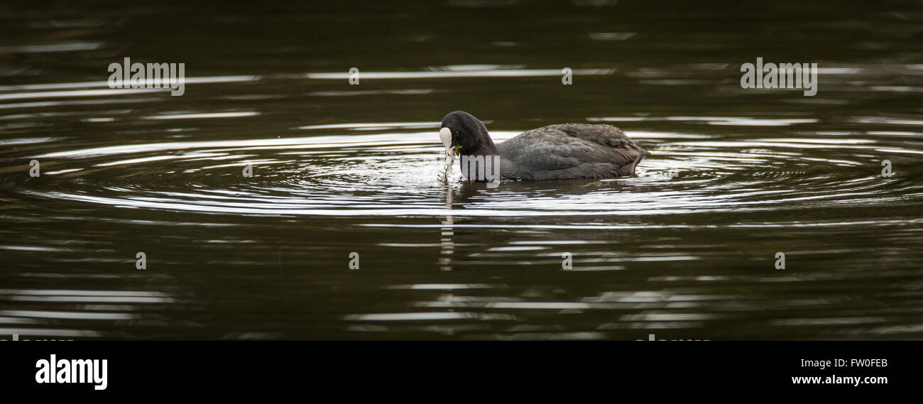 La folaga (fulica atra) nuoto sull'acqua circondato da increspature Foto Stock