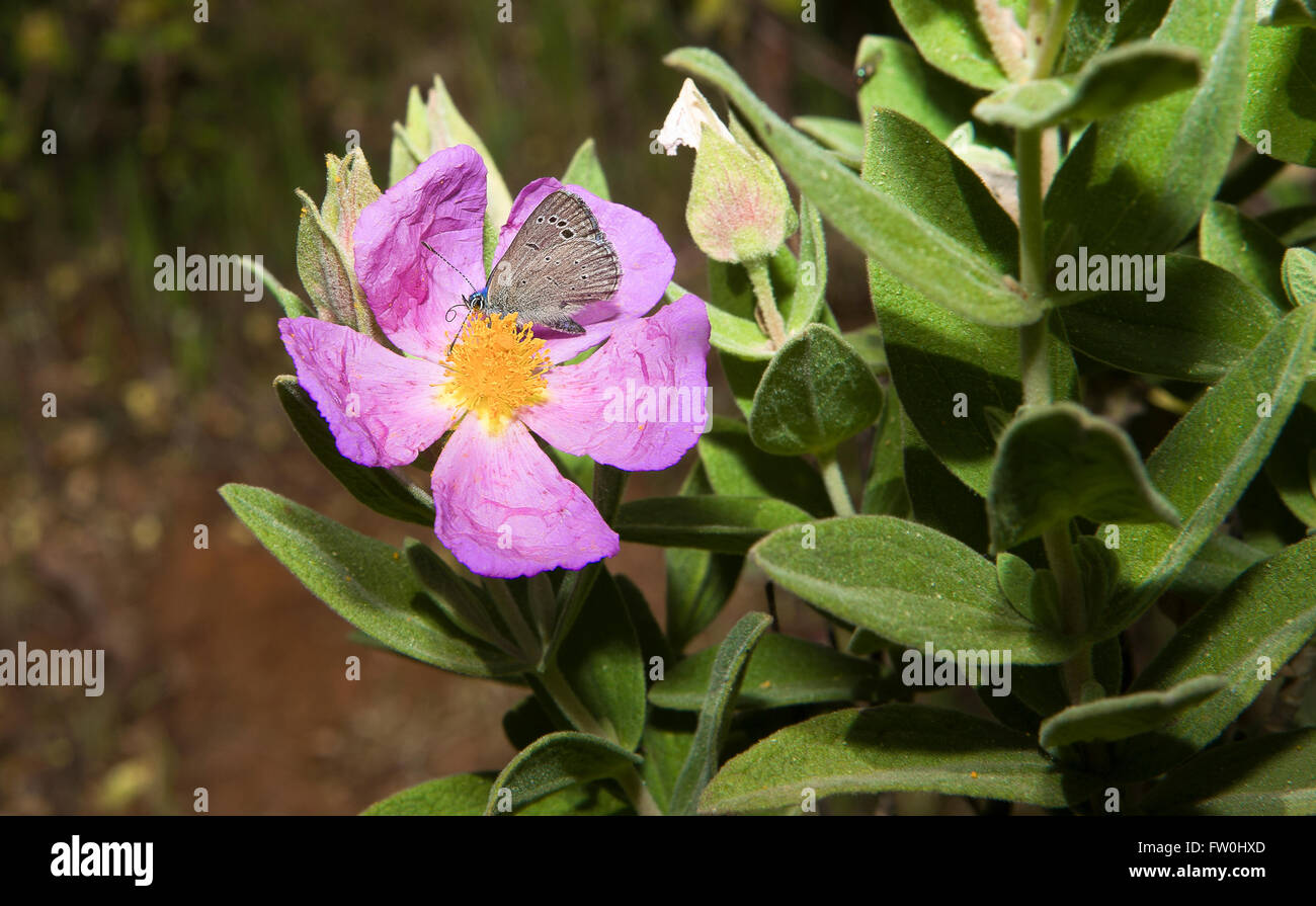 Blue Butterfly sul fiore rosa, Alor Mountain Range, Estremadura, Spagna Foto Stock