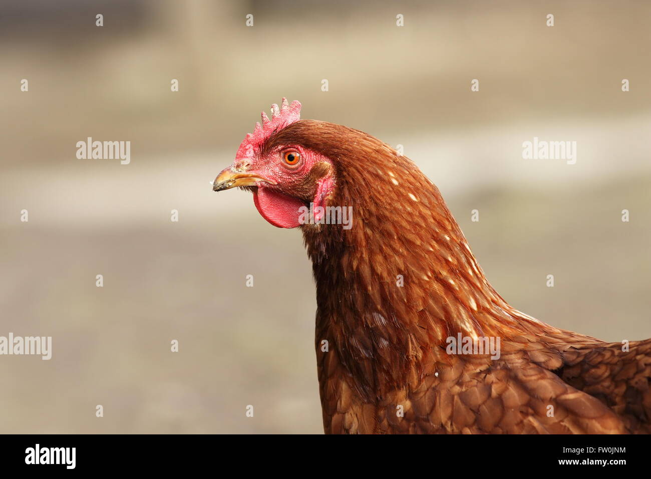 Ritratto di brown hen, vista di profilo Foto Stock