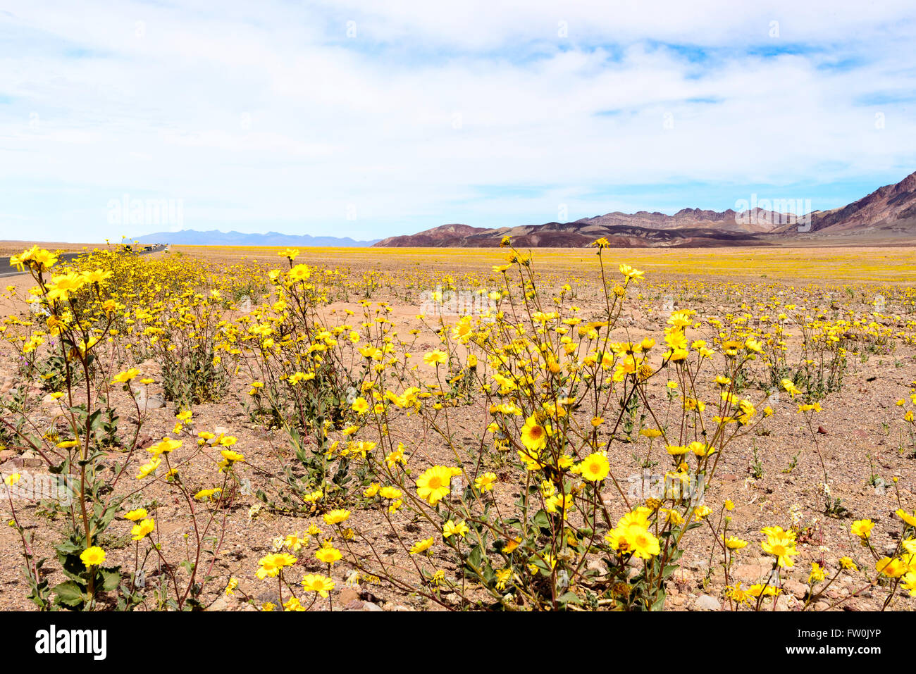 Giallo fiori selvatici nella valle della morte durante il super bloom sotto il cielo nuvoloso. Foto Stock