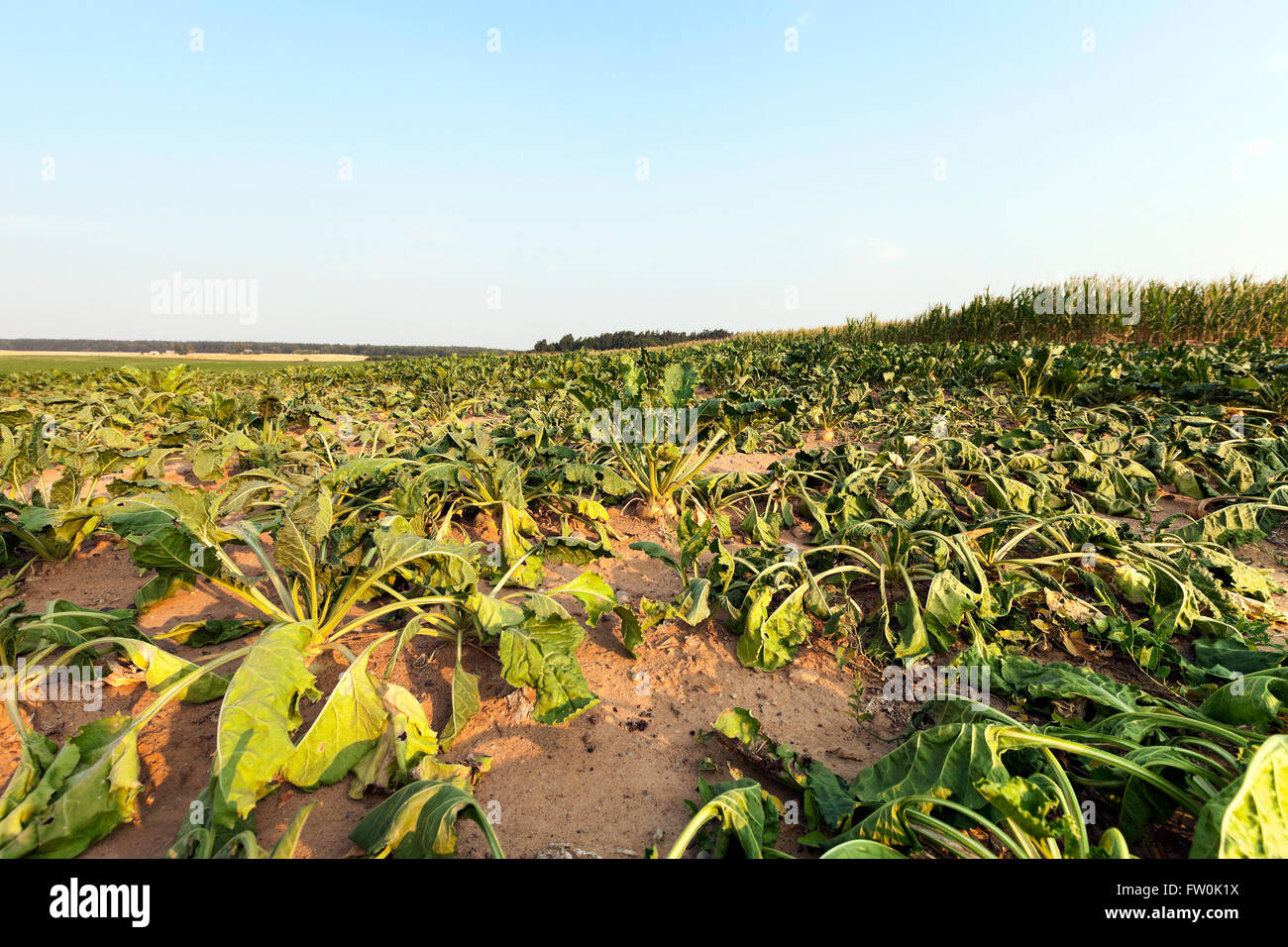 Lenta la barbabietola da zucchero Foto Stock