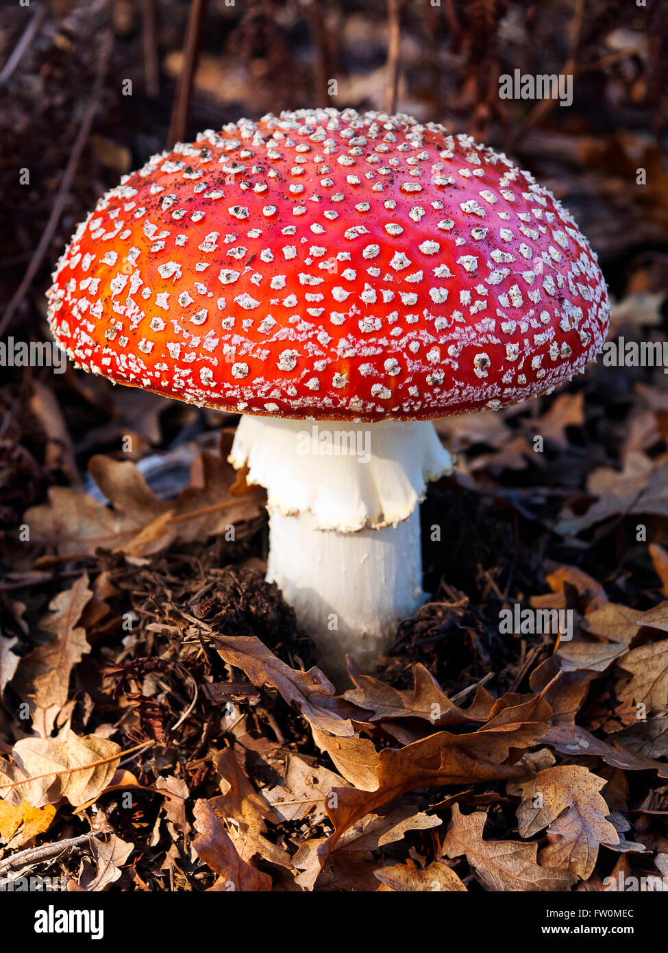 Fungo velenoso da Red Hat vermiglio illuminata con piccoli di colore bianco o giallo verruche. È il classico fungo da favola. Foto Stock