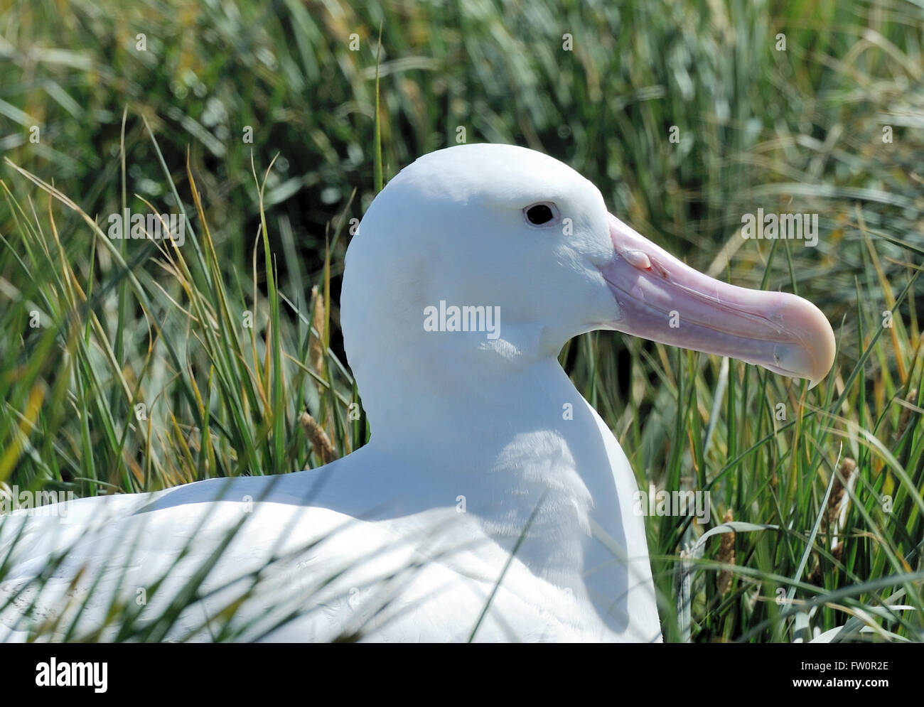Un Albatro errante (Diomedea exulans) sul suo nido. Prion Island, Georgia del Sud. Foto Stock