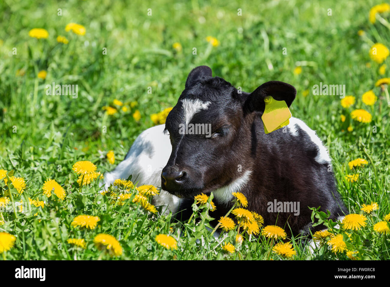 Di vitello neonato sdraiato in erba verde con fiori gialli di tarassaco Foto Stock