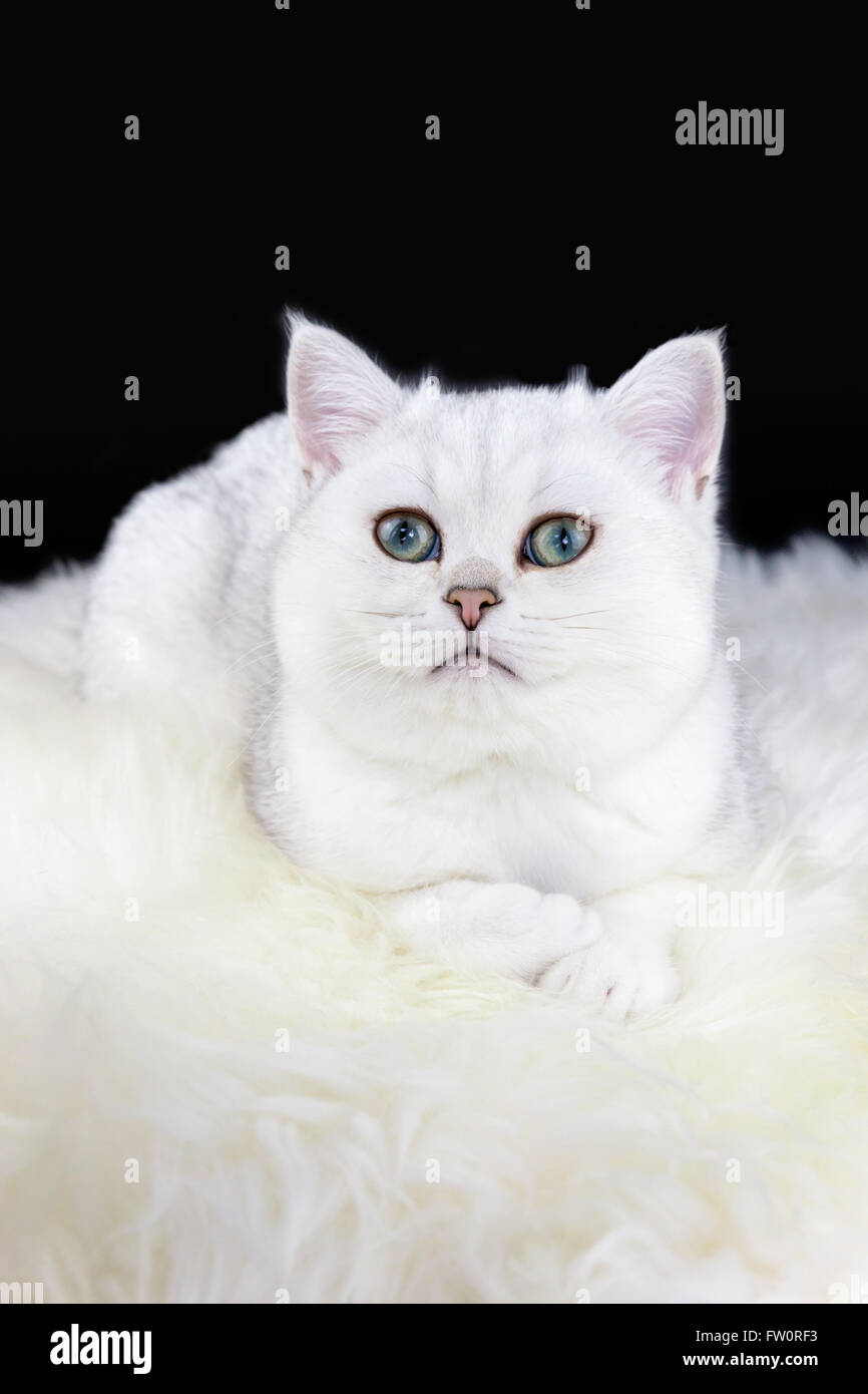 Giovane nero argento britannico ombreggiata di capelli corti gattino sdraiato sul bianco pelliccia di pecora Foto Stock