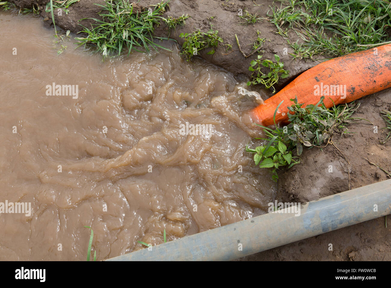 Meki River Delta, Etiopia, ottobre 2013 g. Sambeta, 28, leasing la sua terra per il proprietario della pompa di irrigazione. Foto Stock