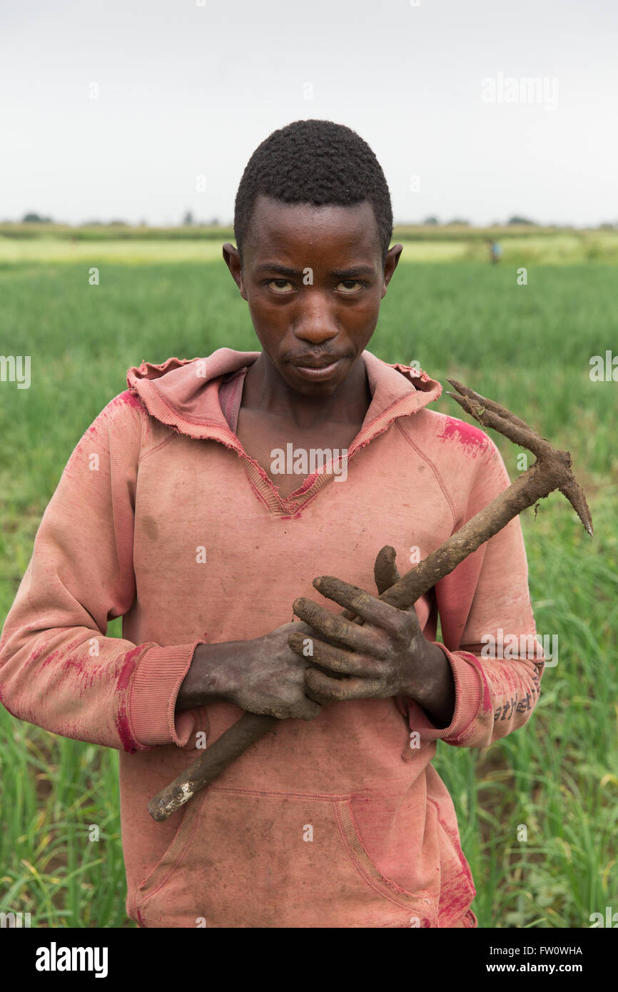 Meki River Delta, Etiopia, ottobre 2013 Tamirat Tage, 22, funziona come un giorno operaio weeding cipolle. Foto Stock