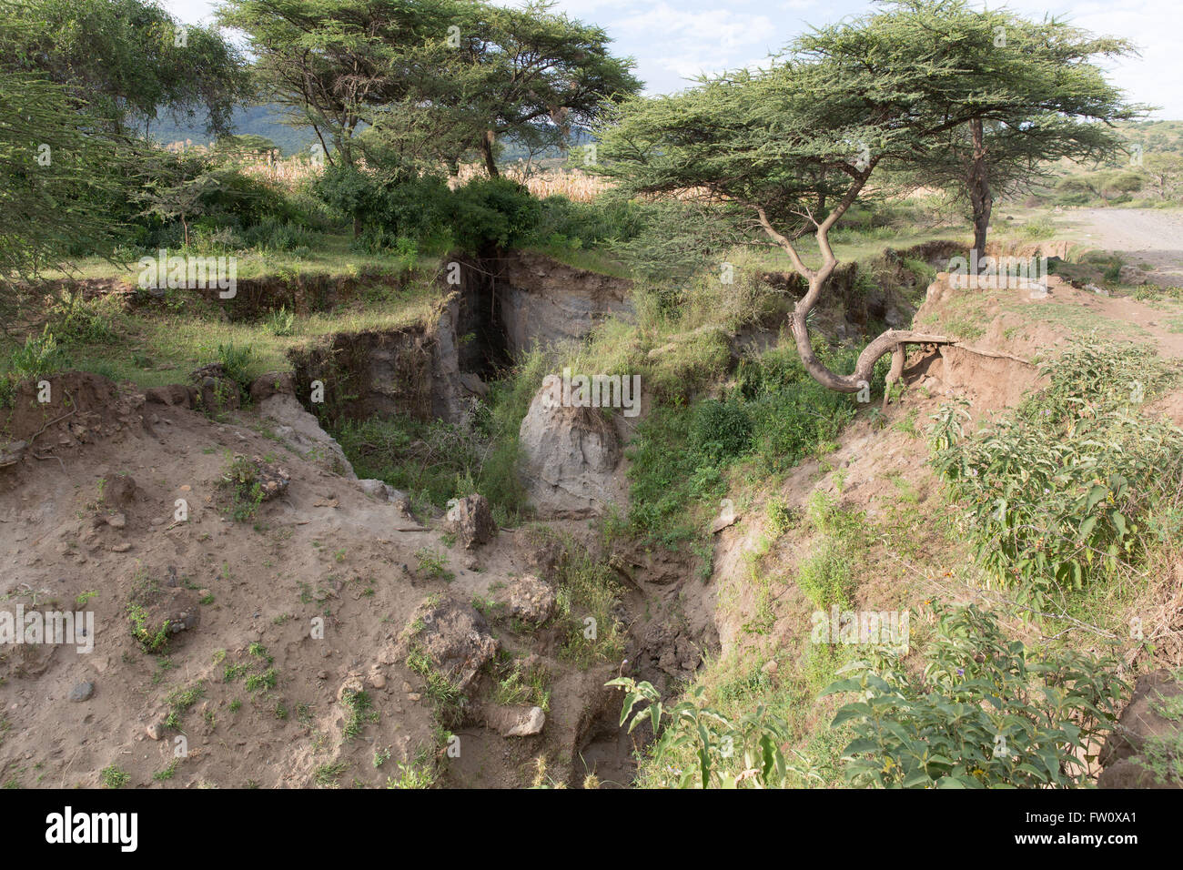Alutu Ridge, Lago Langano, Etiopia, ottobre 2013 burrone erosione causata dalla deforestazione. Foto Stock