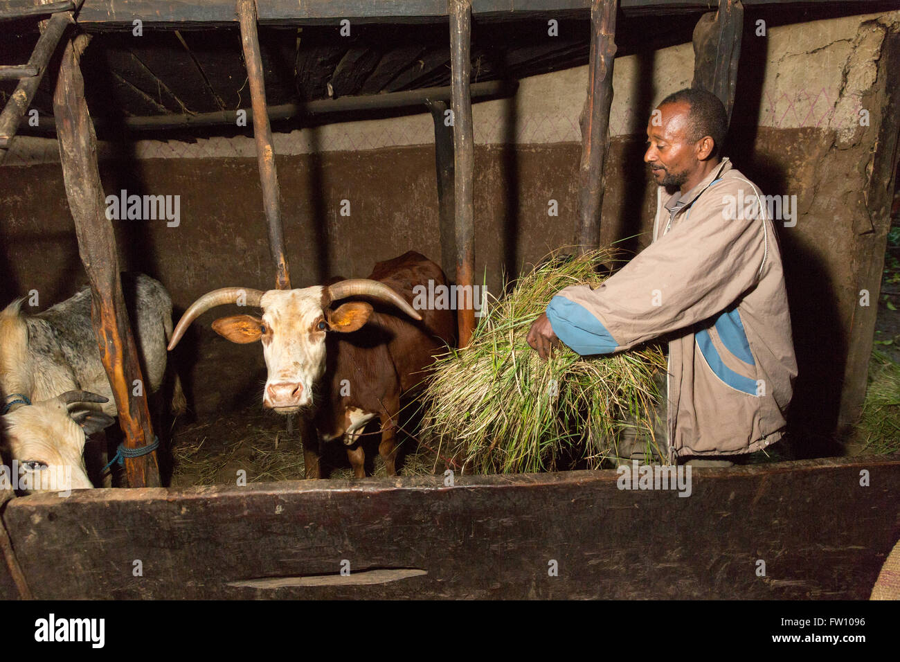 Gurage, Etiopia, ottobre 2013; Tedela Asfew alimentando i suoi animali. La famiglia hanno tre vacche, due agnelli e un asino. Foto Stock