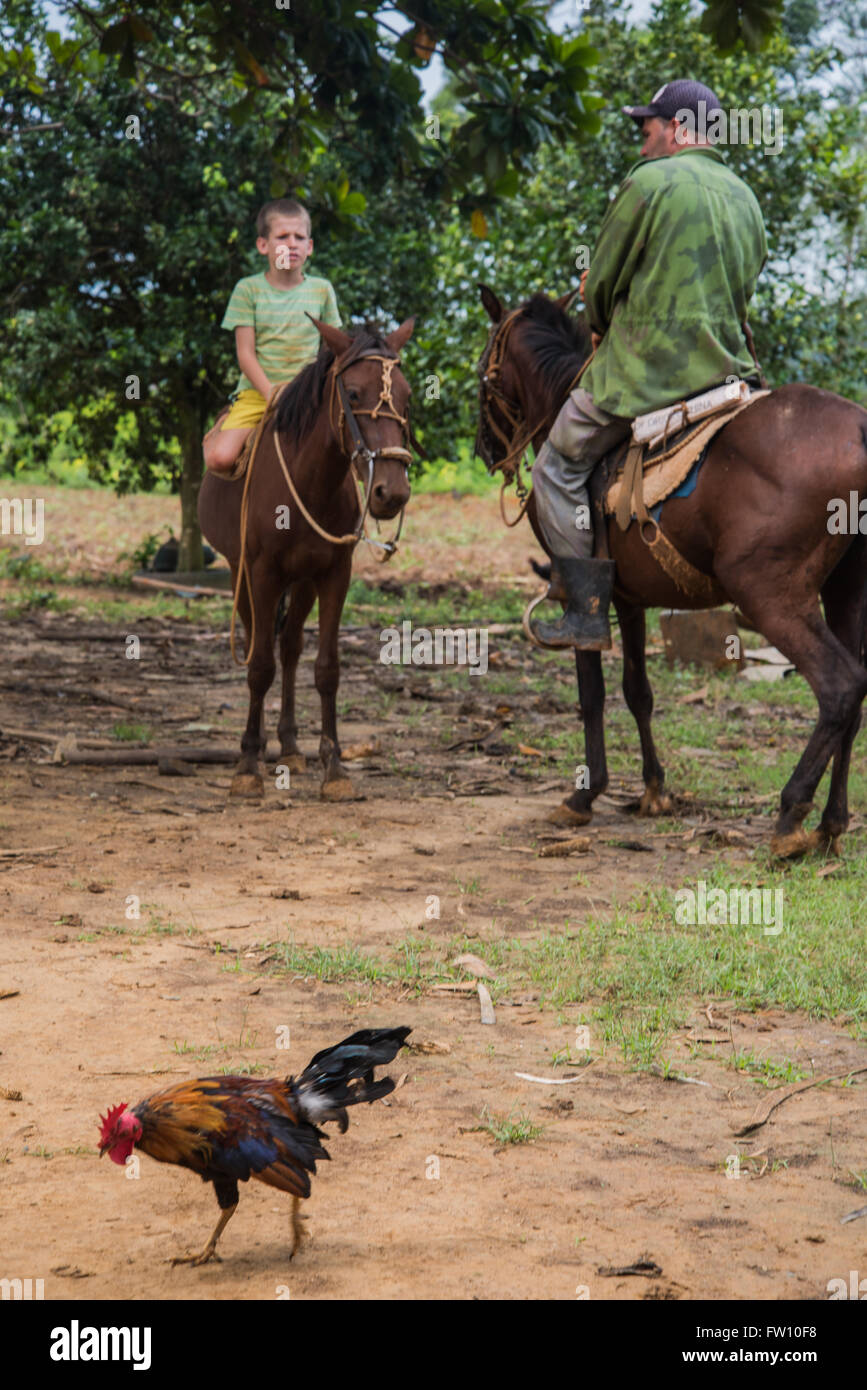 Vinales Valley, Cuba - 24 Settembre 2015: locale campagna cubana uomo e hes figlio ride horsback nel paesaggio panoramico in Vinales Foto Stock