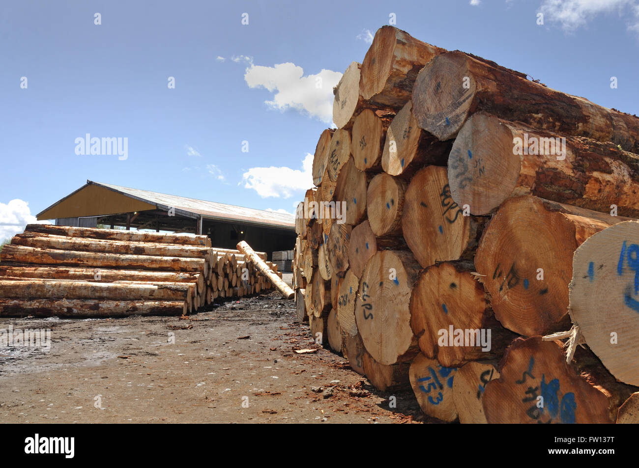 Pile di Pinus radiata logs attendere il loro turno per fresatura presso una piccola segheria Foto Stock