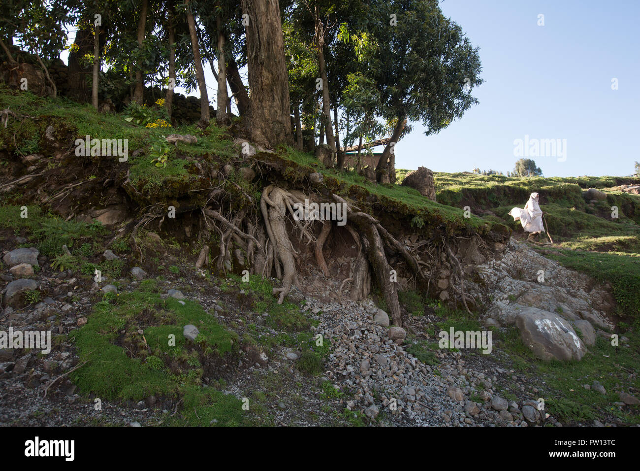 Villaggio Furamariam, Debele, Amhara, Etiopia, Ottobre 2013: Juniper tree root del sistema esposto dall'erosione del suolo. Foto Stock