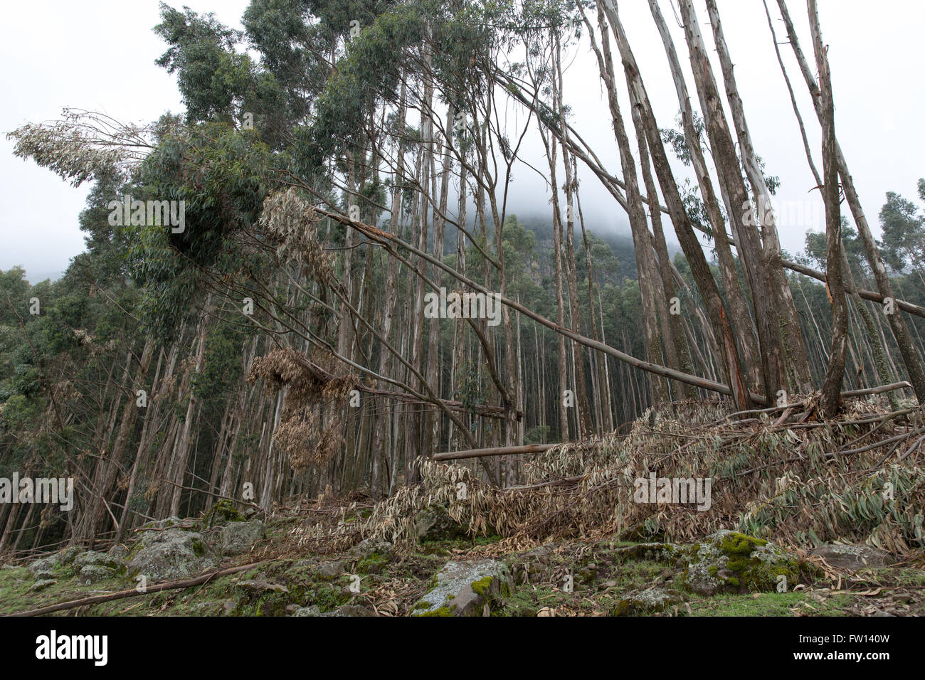 Debre Sina, Etiopia, Ottobre 2013: i bambini sul loro modo a scuola a piedi passato parzialmente raccolte piantagione maturo di proprietà del governo di alberi di eucalipto. Foto Stock