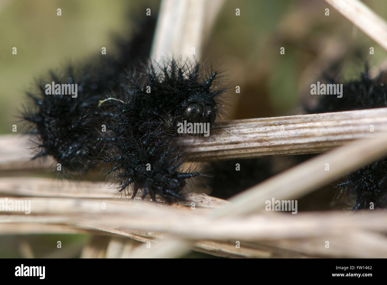 Marsh fritillary (Euphydryas aurinia) early instar caterpillar. Un nero spiney larva di rara butterfly alimentando in primavera Foto Stock