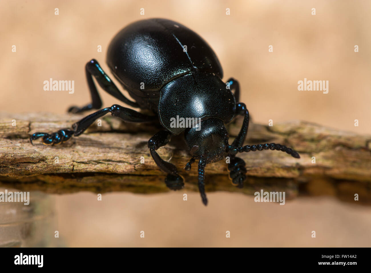 Sanguinosa naso-beetle (Timarcha tenebricosa). Un grande coleottero flightless nella famiglia Chrysomelidae, la foglia e seme di coleotteri. Foto Stock