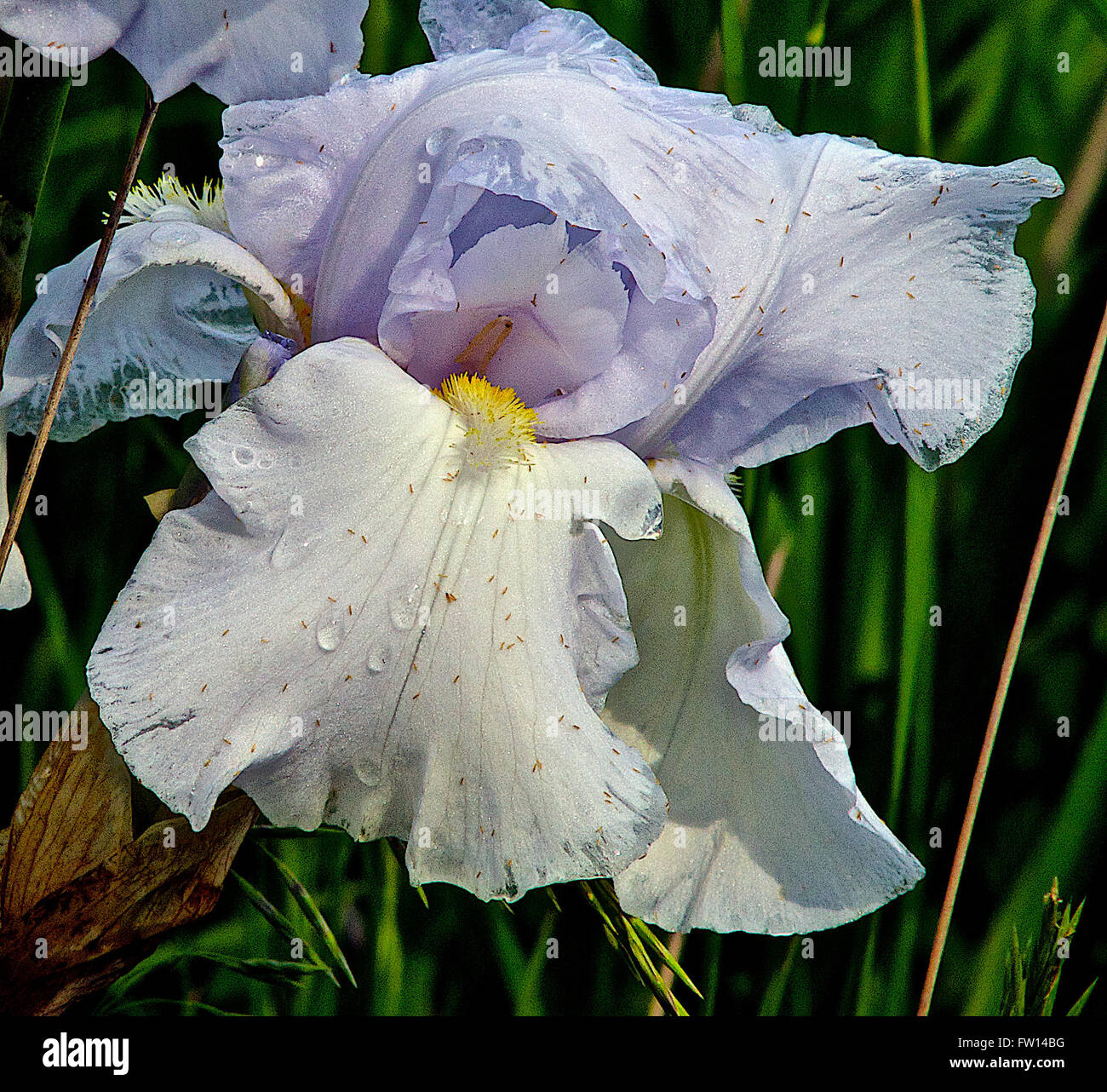 Topeka Kansas, Stati Uniti d'America, 26 maggio, 2014 Fiori di Kansas Credit: Mark Reinstein Foto Stock