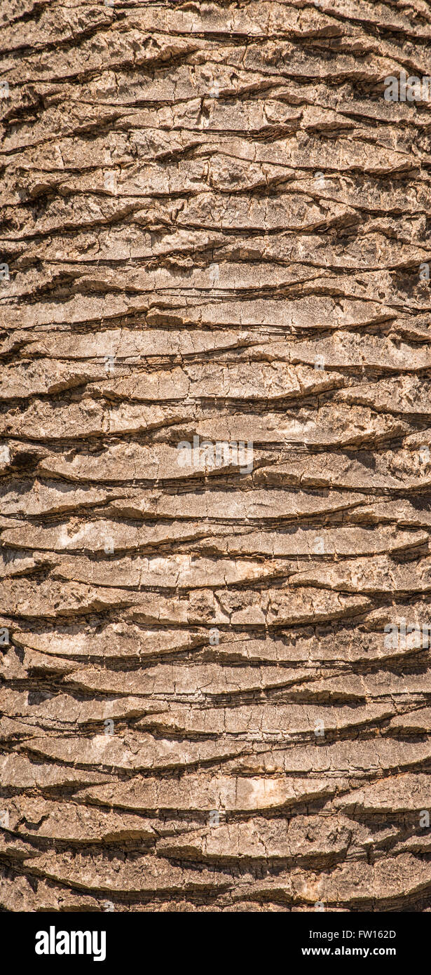 Vista dettagliata del tronco di una alta palma Foto Stock