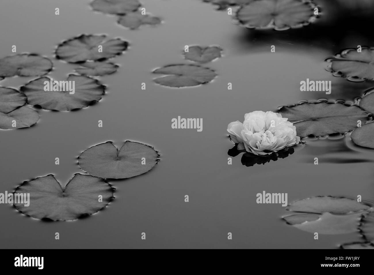 Lily Pad a Woodland Park Rose Garden Seattle Washington STATI UNITI D'AMERICA Foto Stock