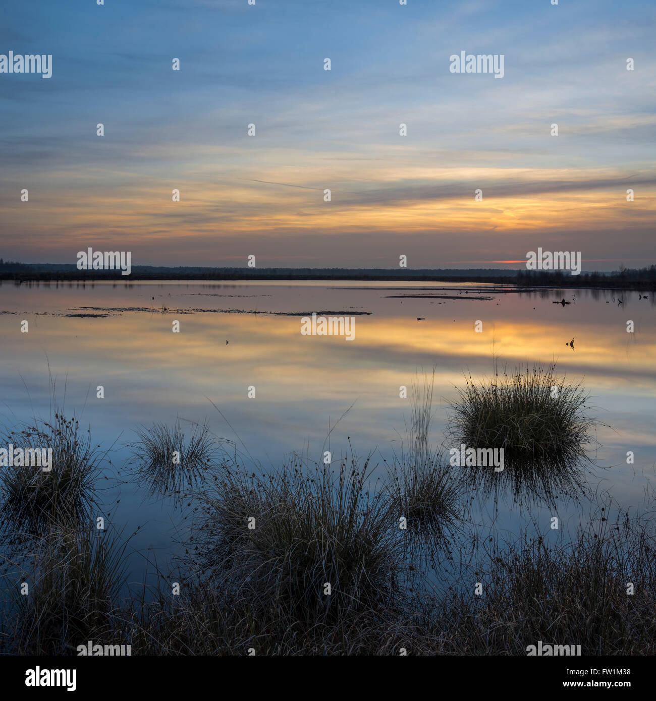 Brughiere, bog lago, Neustadt am Rübenberge, Regione di Hannover, Bassa Sassonia, Germania Foto Stock