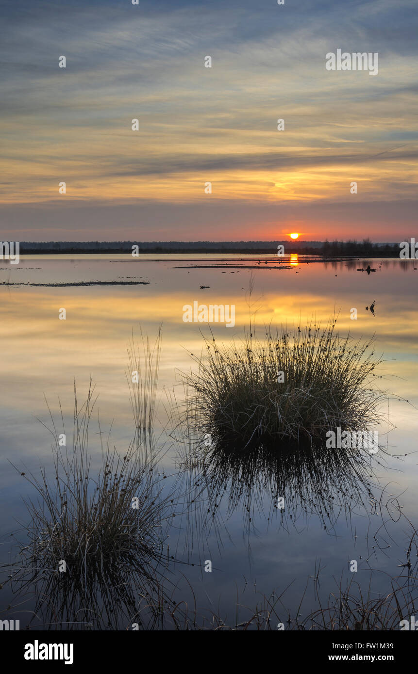 Brughiere, bog lago, Neustadt am Rübenberge, Regione di Hannover, Bassa Sassonia, Germania Foto Stock