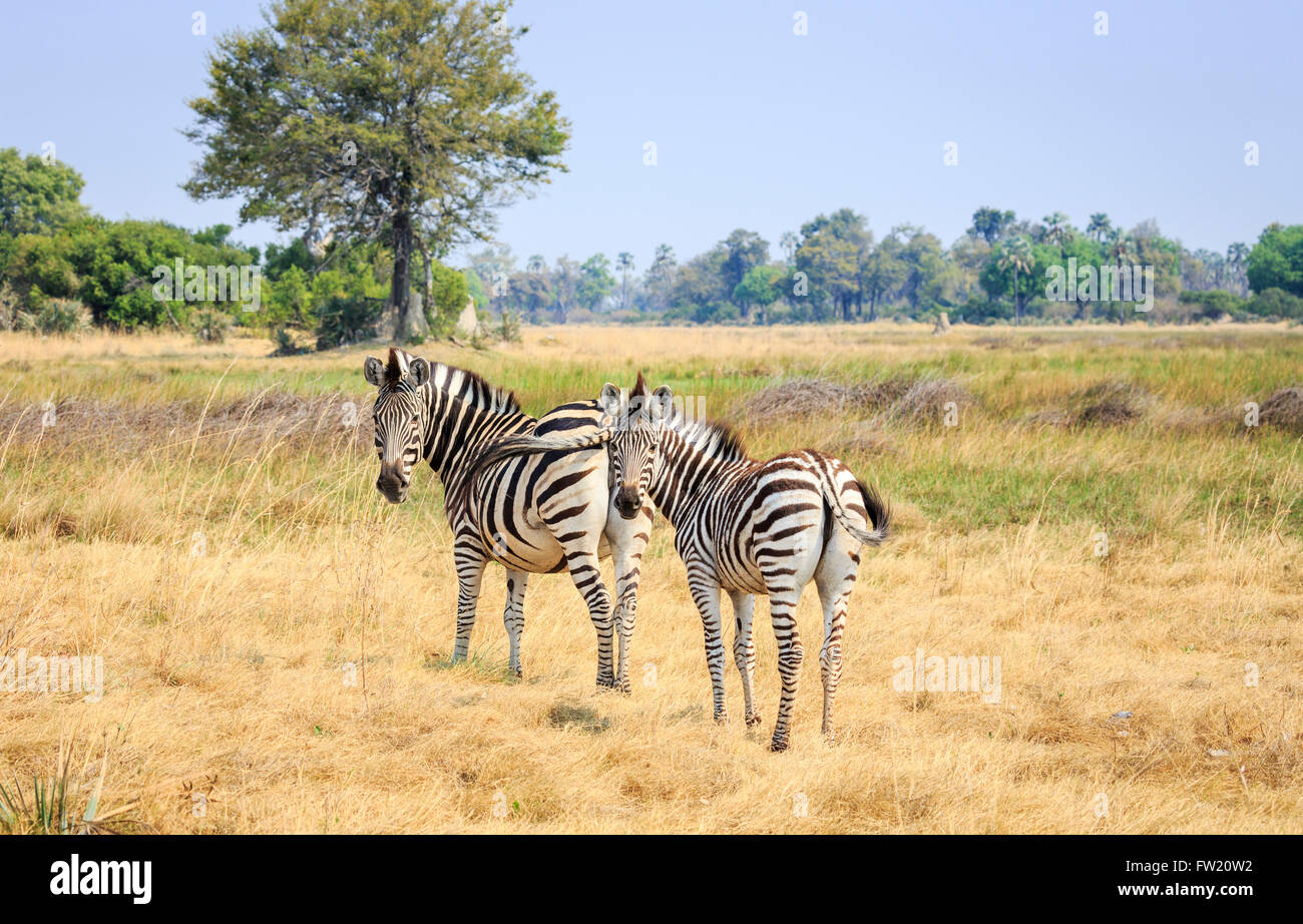 Pianure o Burchell's zebra (Equus burchellii, Equus quagga), Camp Sandibe, mediante la Moremi Game Reserve, Okavango Delta, Botswana Foto Stock
