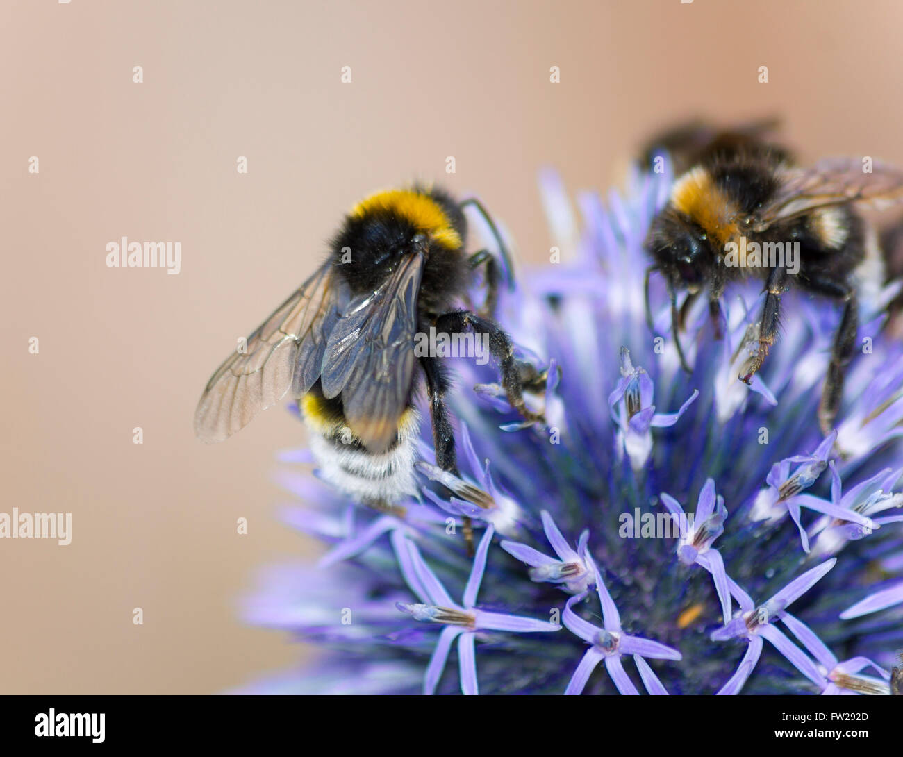 Api mellifere sulla testa di un alium fiore Foto Stock