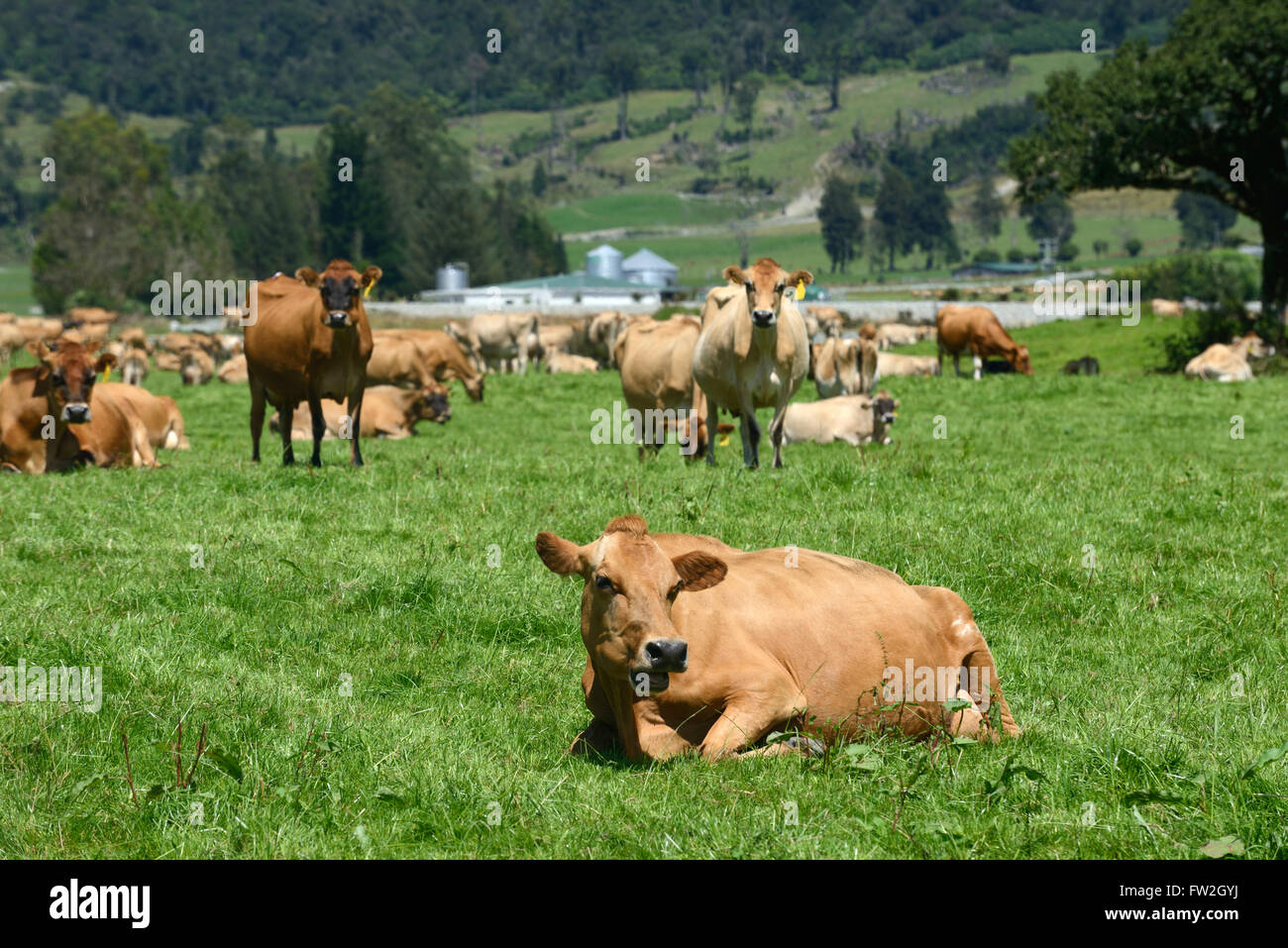 Una mandria di mucche Jersey rilassarsi dopo la mungitura su una costa Ovest Dairy Farm, Nuova Zelanda Foto Stock