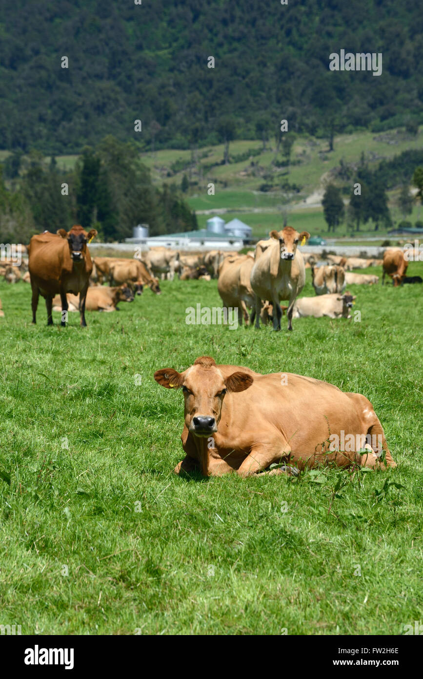 Una mandria di mucche Jersey rilassarsi dopo la mungitura su una costa Ovest Dairy Farm, Nuova Zelanda Foto Stock