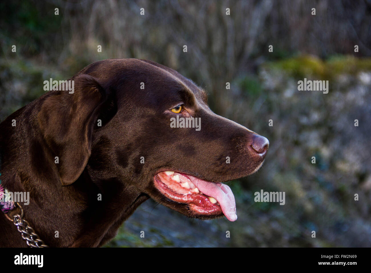 Cane Foto Stock