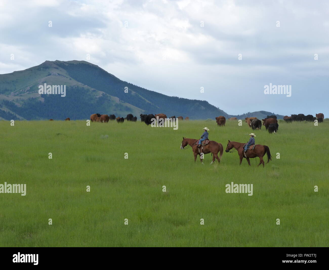 Cowboy americani a spostare le mucche attraverso colline verdi diretti verso le montagne giovani cowboy Foto Stock