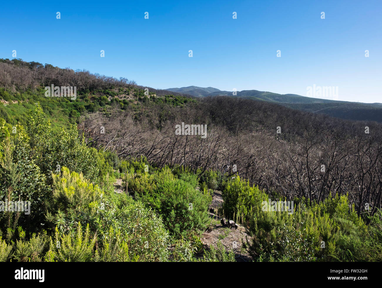 Bruciò foresta laurel, tre anni dopo un incendio di foresta, Parco Nazionale di Garajonay, La Gomera, isole Canarie, Spagna Foto Stock