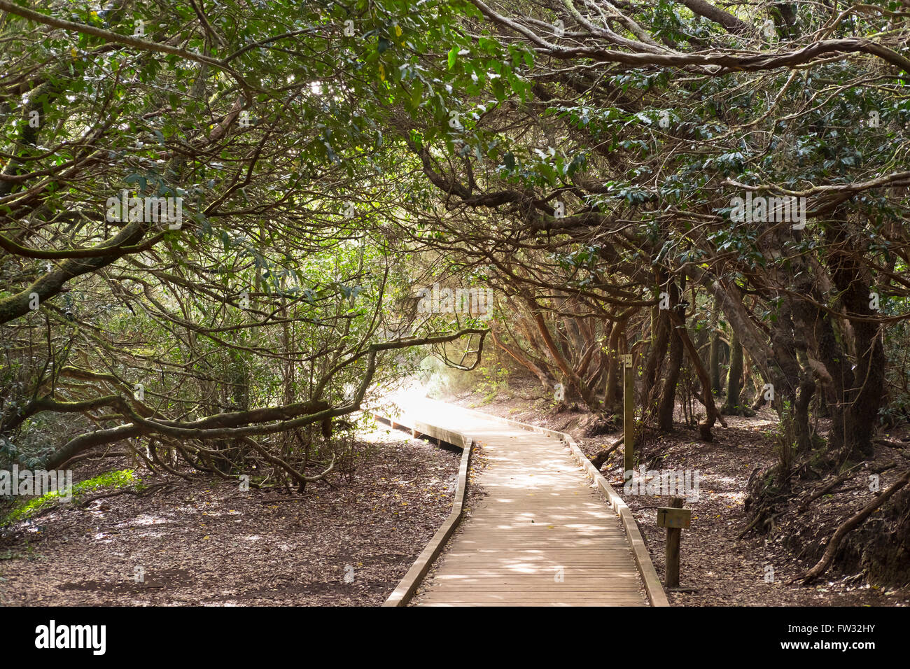 Sentiero escursionistico in una foresta laurel, Cruz del Carmen, Macizo de Anaga, Tenerife, Isole Canarie, Spagna Foto Stock