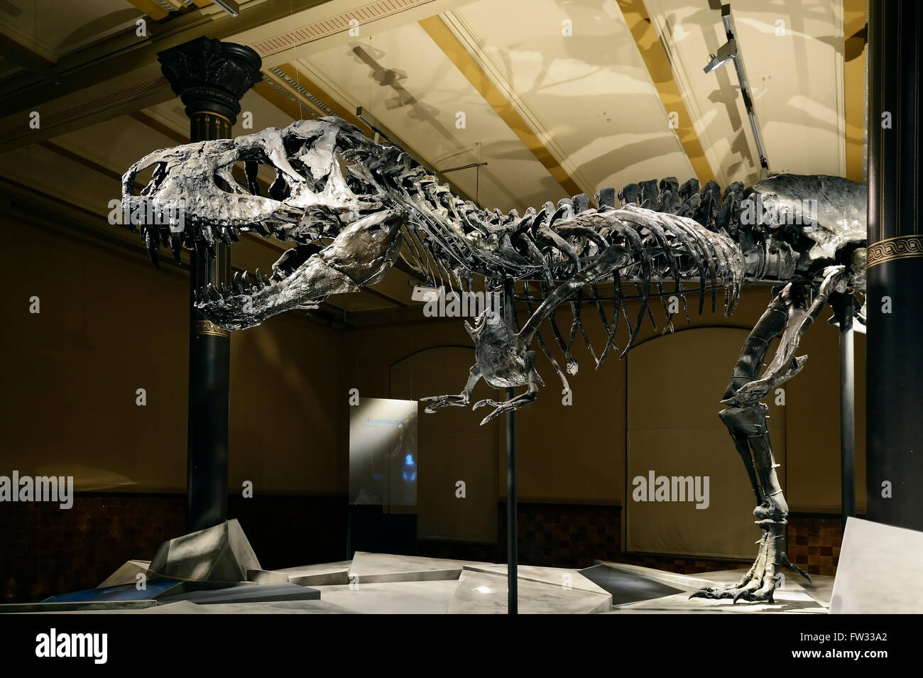 Il lontano meglio conservate di scheletro del Tyrannosaurus rex o T. rex, Tristan Otto, Naturkundemuseum, Museo di Storia Naturale di Berlino Foto Stock