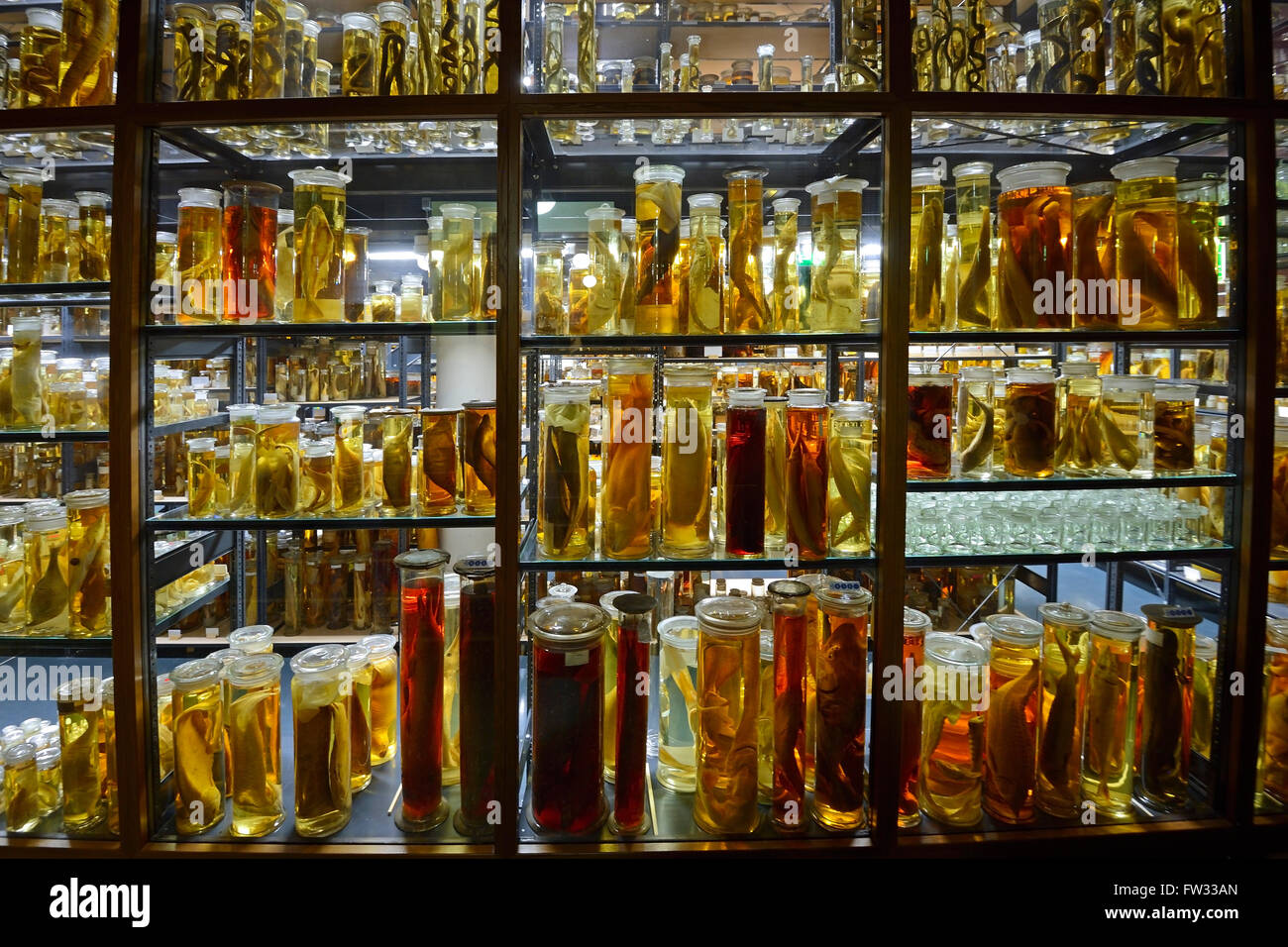 Armadio di vetro con alcool-conservati esemplari di animali, mostre sul bagnato collezioni, Naturkundemuseum, museo di storia naturale Foto Stock