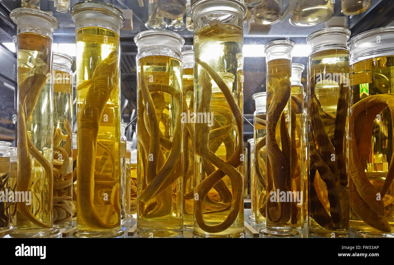 Armadio di vetro con alcool-conservati esemplari di animali, mostre sul bagnato collezioni, Naturkundemuseum, museo di storia naturale Foto Stock