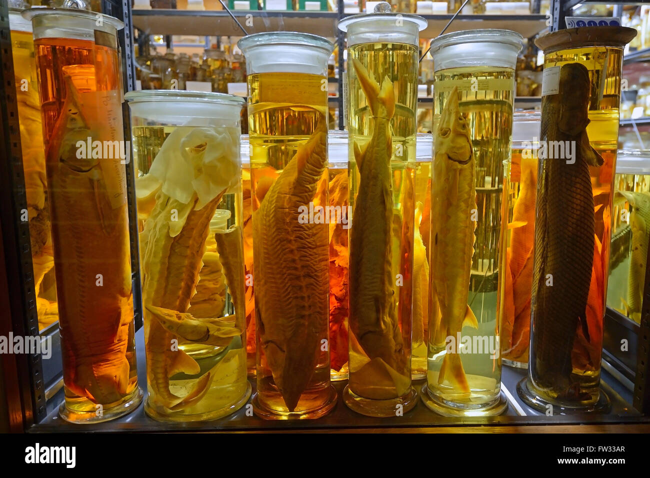 Armadio di vetro con alcool-conservati esemplari di animali, mostre sul bagnato collezioni, Naturkundemuseum, museo di storia naturale Foto Stock