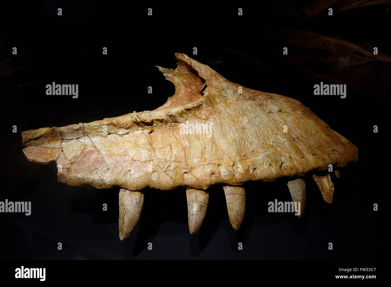 Parte della ganascia del dinosauro carnivoro (Carcharodontosaurus saharicus), Naturkundemuseum, Museo di Storia Naturale di Berlino Foto Stock