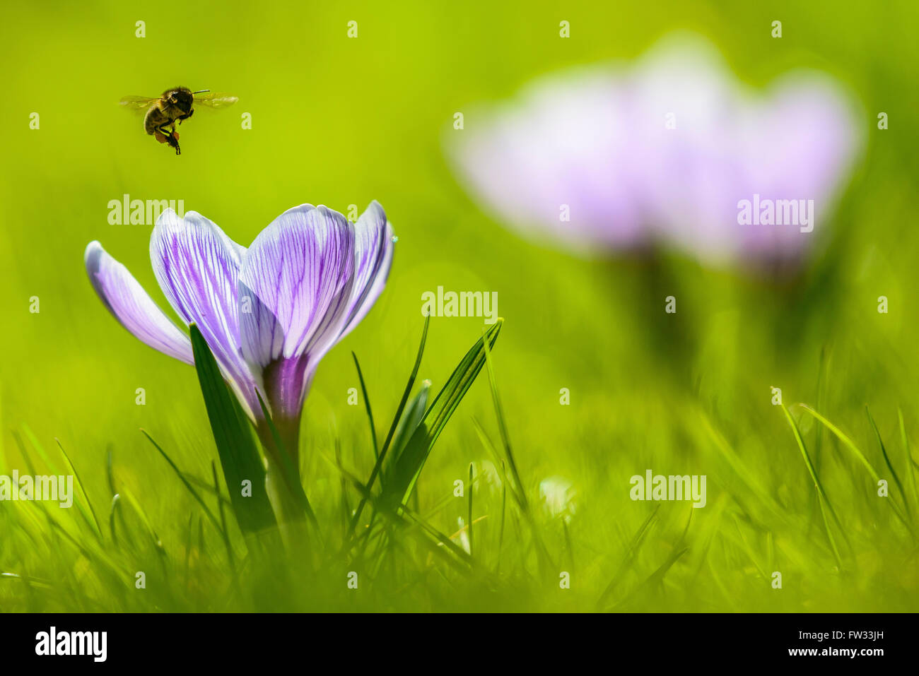 Crocus (Crocus sp.), con un avvicinamento bee (API) in volo, Baviera, Germania Foto Stock