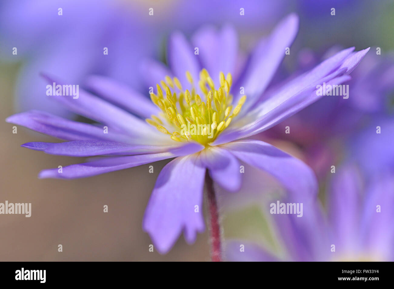 Dei Balcani (anemone blanda Anemone), Nord Reno-Westfalia, Germania Foto Stock