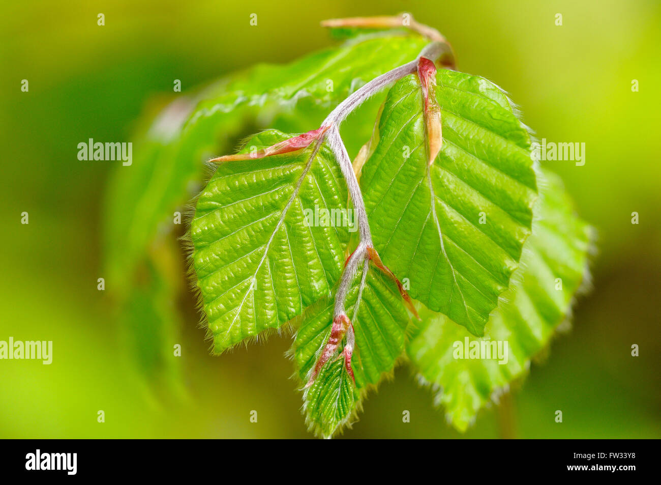 Le foglie fresche della Comunità faggio (Fagus sylvatica), il ramo con foglie di germogli, Renania settentrionale-Vestfalia, Germania Foto Stock