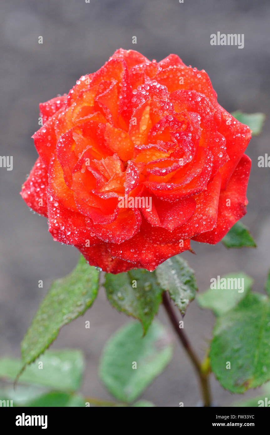 Hybrid tea rose , Bakkers-Surprise partito, fiore con gocce di pioggia, Nord Reno-Westfalia, Germania Foto Stock