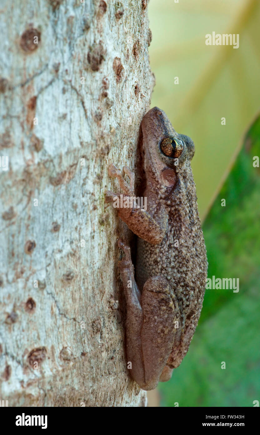 Minor Snouted Treefrog (Scinax nasicus) sulla corteccia di albero, Pantanal, Mato Grosso, Braslien Foto Stock