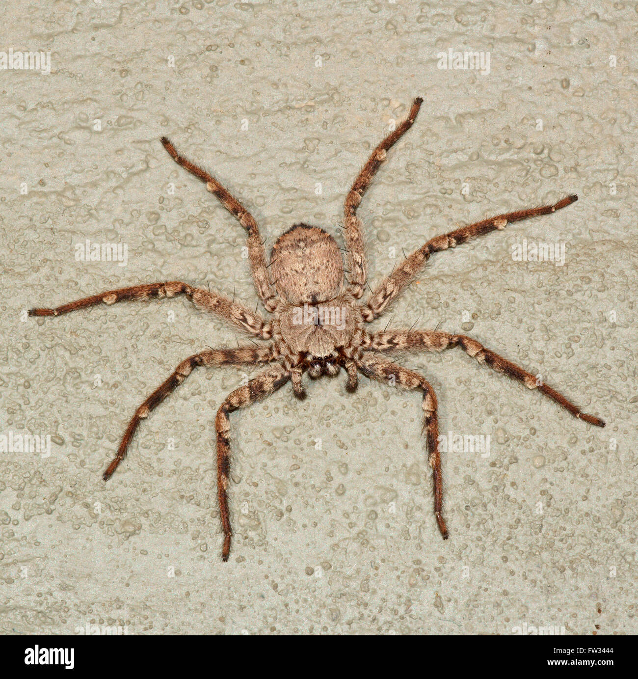 Gigantesco ragno granchio (Heteropoda venatoria), Pantanal, Mato Grosso, Brasile Foto Stock
