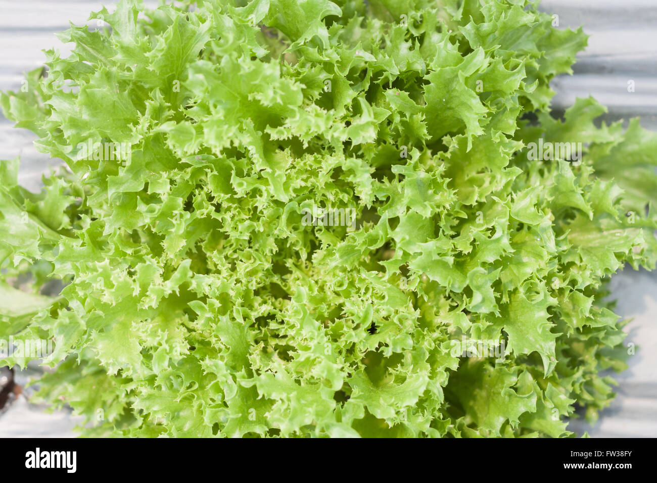 Frillice iceberg impianto in azienda agricola biologica, stock photo Foto Stock